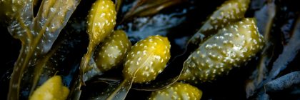 L’ascophyllum pour perdre du poids